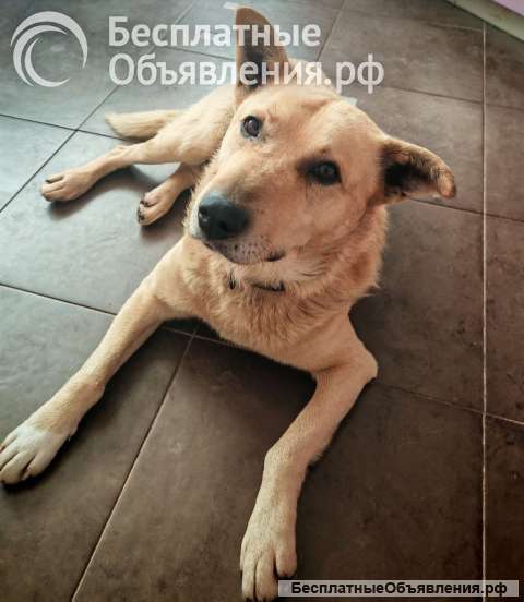 Лапус - самый ласковый и добрый