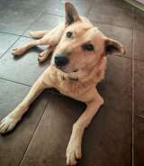 Лапус - самый ласковый и добрый