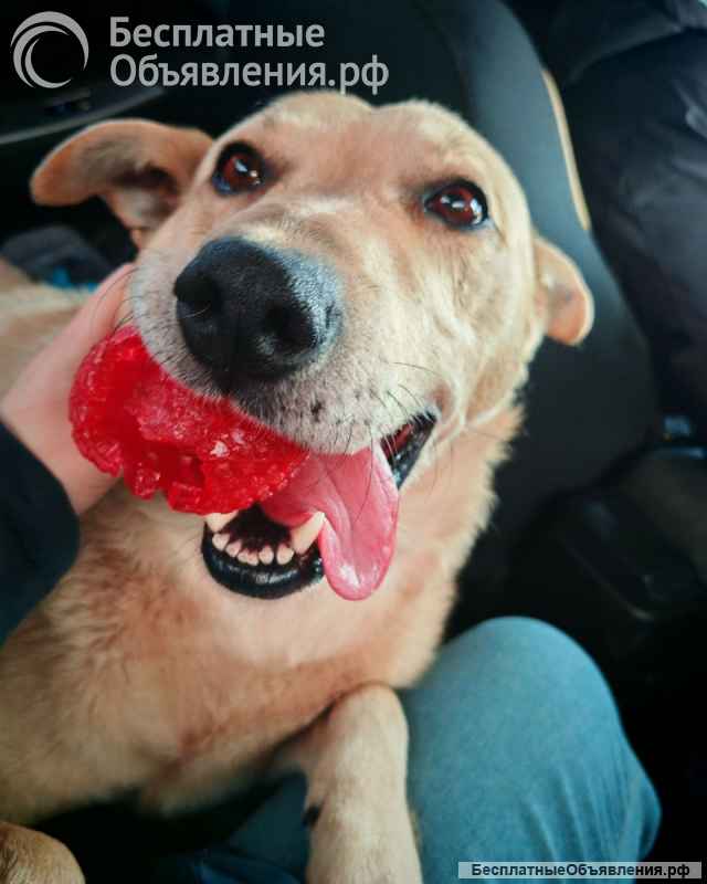 Лапус - самый ласковый и добрый