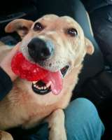 Лапус - самый ласковый и добрый