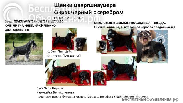 Щенки
