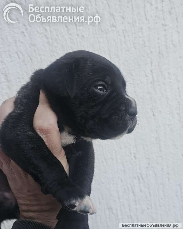 Кане Корсо Щенки