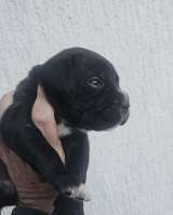 Кане Корсо Щенки