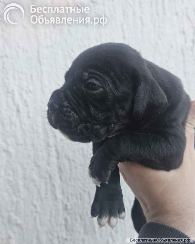 Кане Корсо Щенки