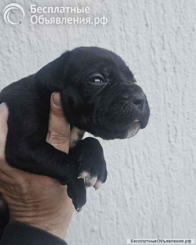 Кане Корсо Щенки