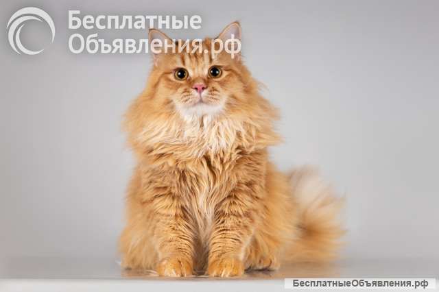 Очаровательный рыжий котик Лютик ищет дом