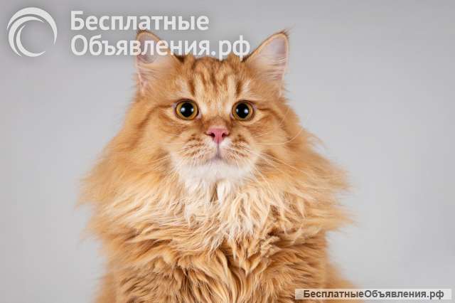 Очаровательный рыжий котик Лютик ищет дом