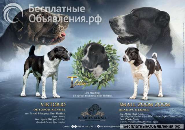 Среднеазиатская овчарка щенки