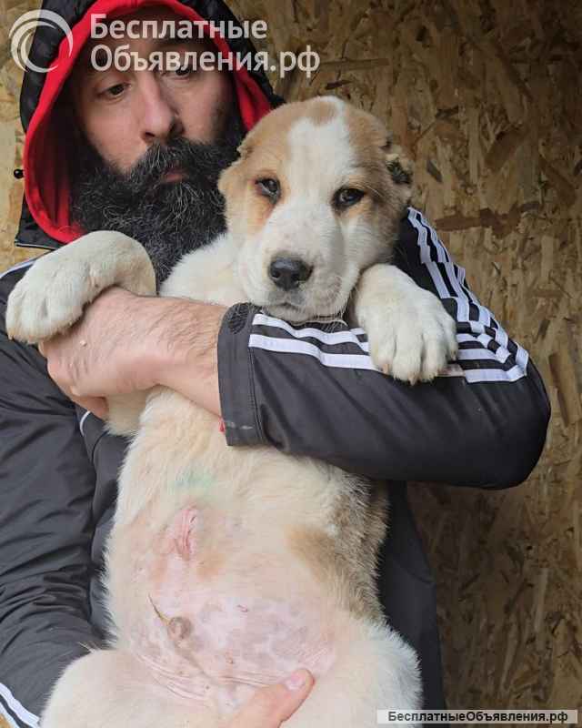 Среднеазиатская овчарка щенки