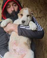 Среднеазиатская овчарка щенки