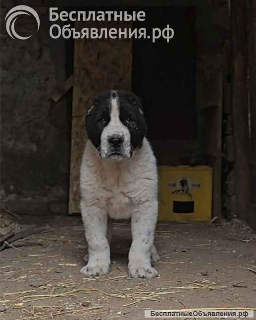 Среднеазиатская овчарка щенки