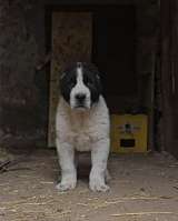 Среднеазиатская овчарка щенки