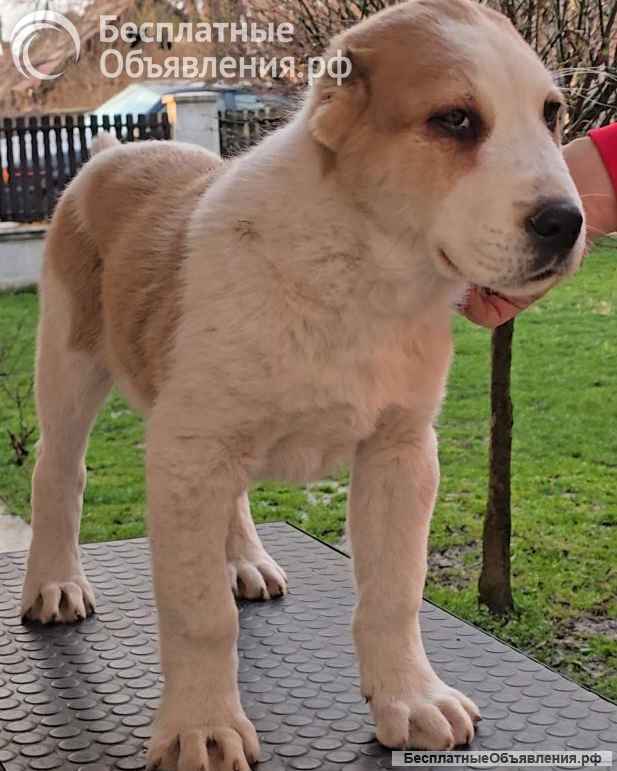 Среднеазиатская овчарка щенки