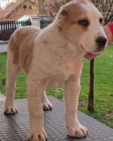 Среднеазиатская овчарка щенки