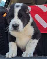 Среднеазиатская овчарка щенки