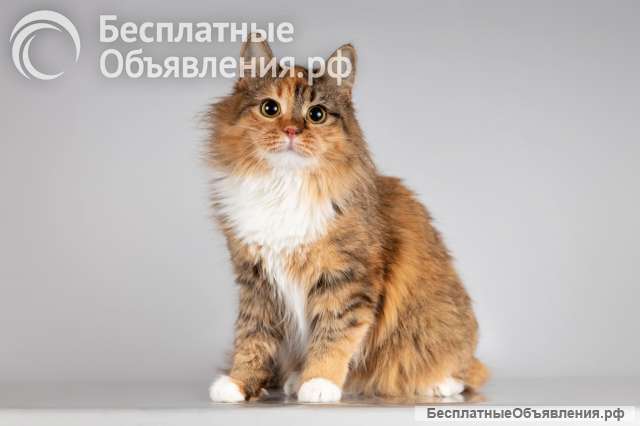 Красавица Фиона в добрые руки