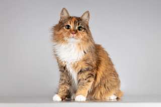 Красавица Фиона в добрые руки