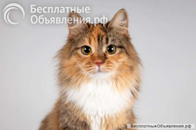 Красавица Фиона в добрые руки