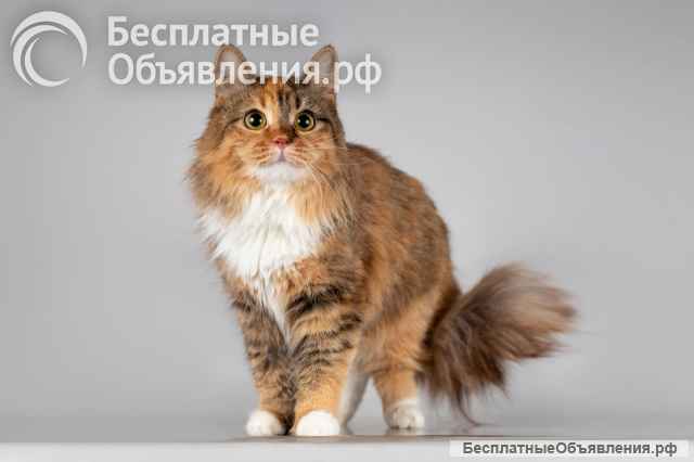 Красавица Фиона в добрые руки