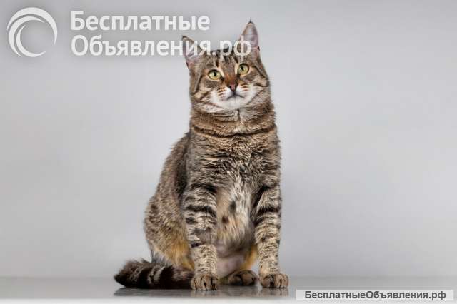 Красавица Карамель ищет дом