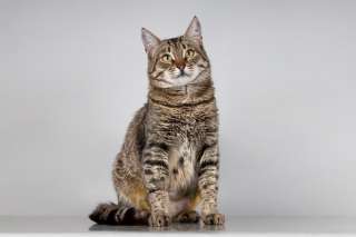 Красавица Карамель ищет дом