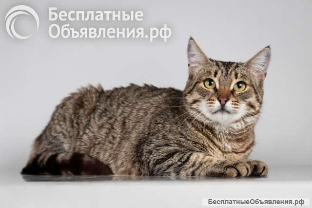 Красавица Карамель ищет дом