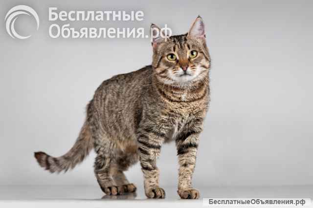 Красавица Карамель ищет дом