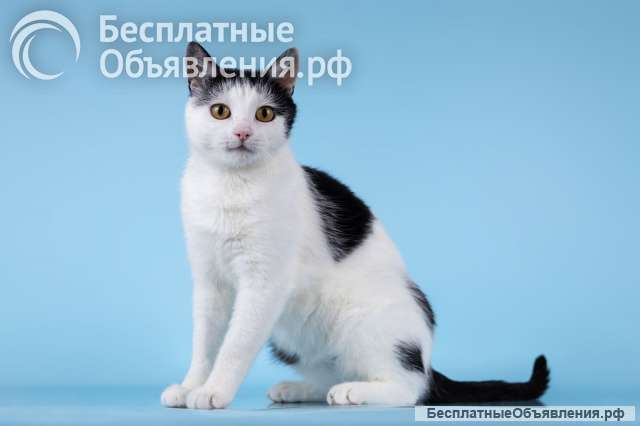 Очаровательная кошечка Лягушонка ищет дом