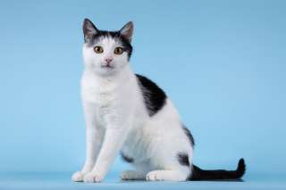 Очаровательная кошечка Лягушонка ищет дом