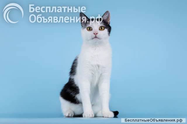 Очаровательная кошечка Лягушонка ищет дом