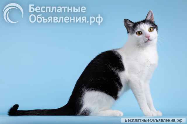 Очаровательная кошечка Лягушонка ищет дом