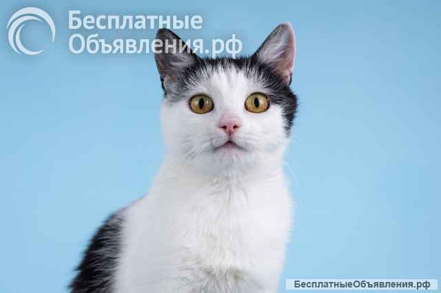 Очаровательная кошечка Лягушонка ищет дом