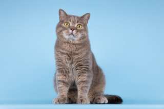 Котик Помпон ищет свою семью