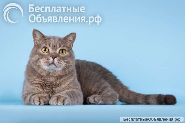 Котик Помпон ищет свою семью