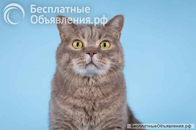 Котик Помпон ищет свою семью