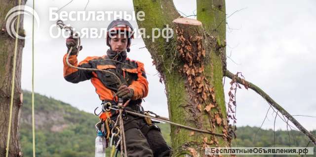 Спил дерева с естественным наклоном в Санкт-Петербурге и ЛО