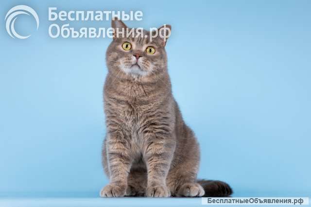 Шотландец Митенька в добрые руки