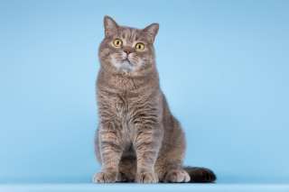 Шотландец Митенька в добрые руки