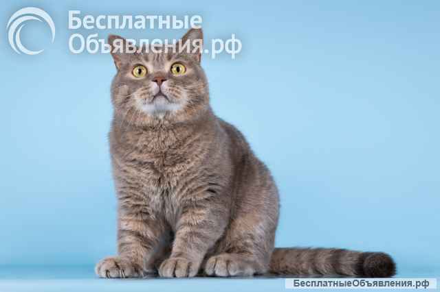 Шотландец Митенька в добрые руки