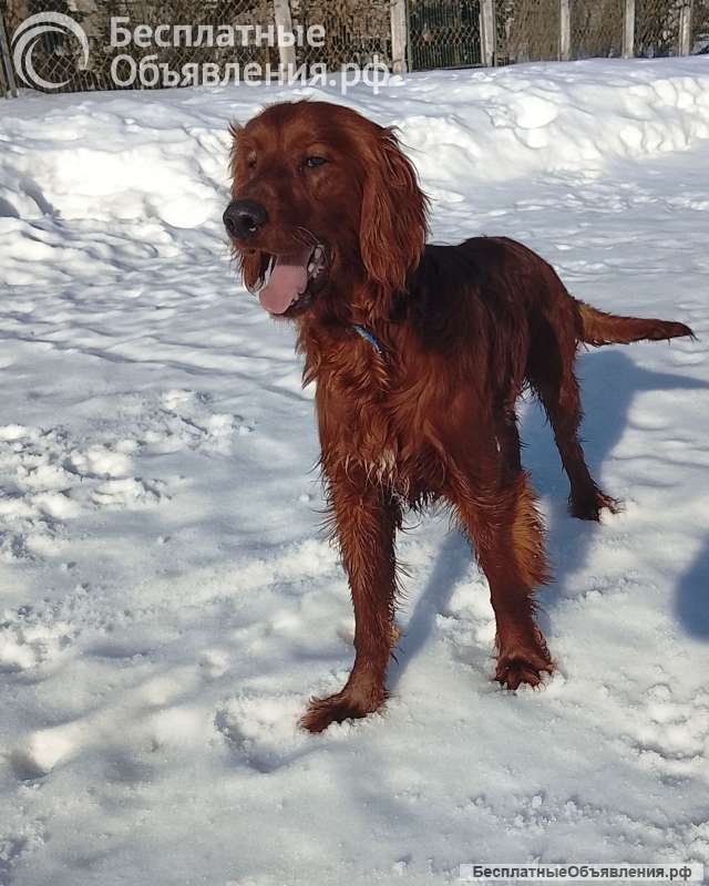 Подрощенный мальчик ирландского сеттера