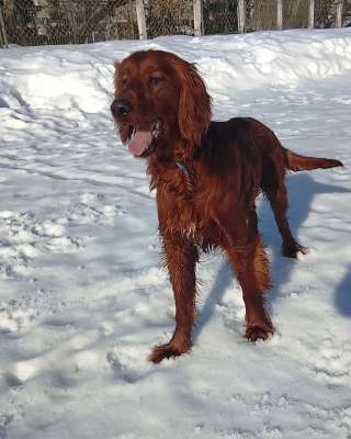 Подрощенный мальчик ирландского сеттера