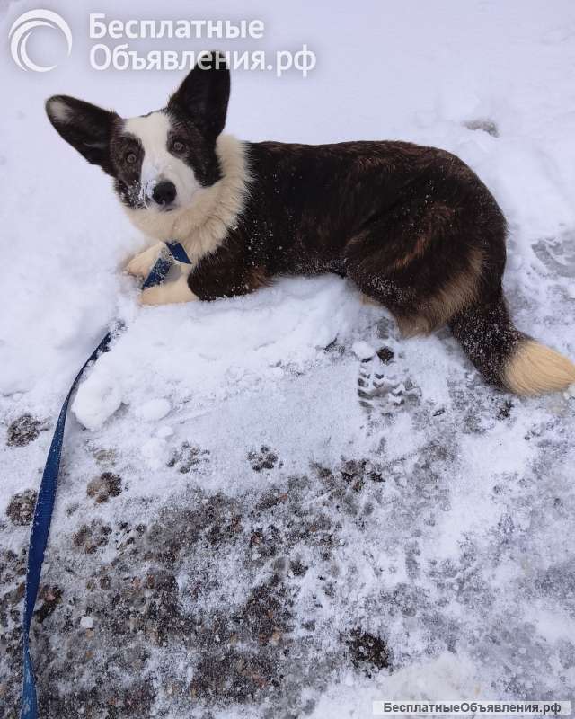 Подрощенная девочка корги кардиган
