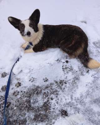 Подрощенная девочка корги кардиган