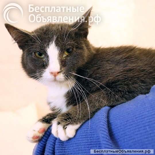 Кот ДымОК ищет дом