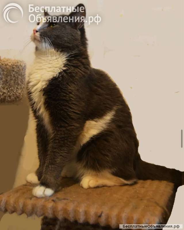 Кот ДымОК ищет дом