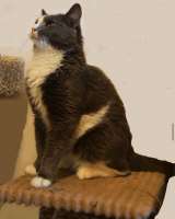 Кот ДымОК ищет дом