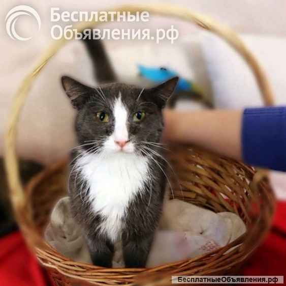 Кот ДымОК ищет дом