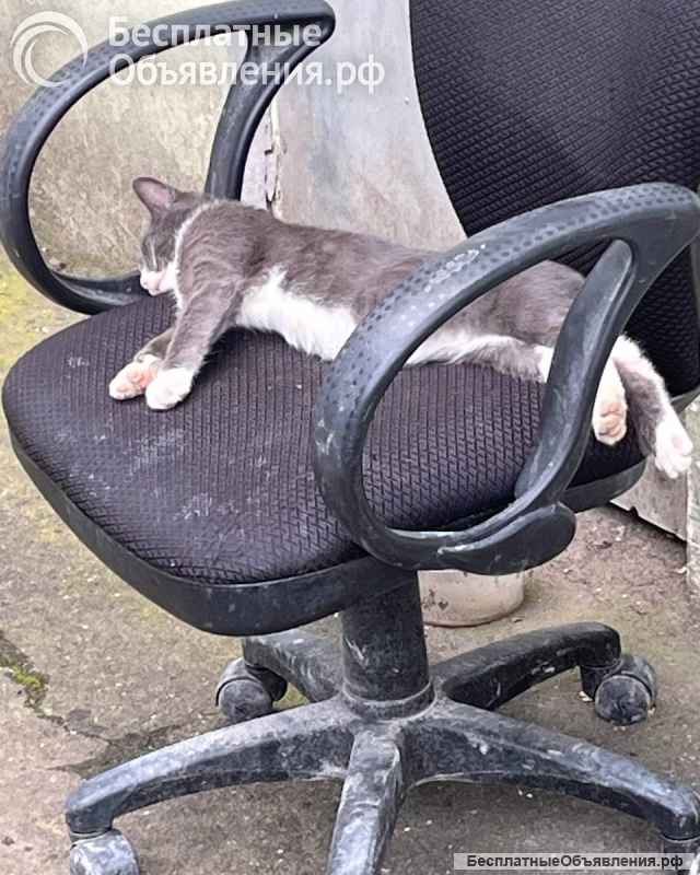 Кот ДымОК ищет дом