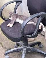 Кот ДымОК ищет дом