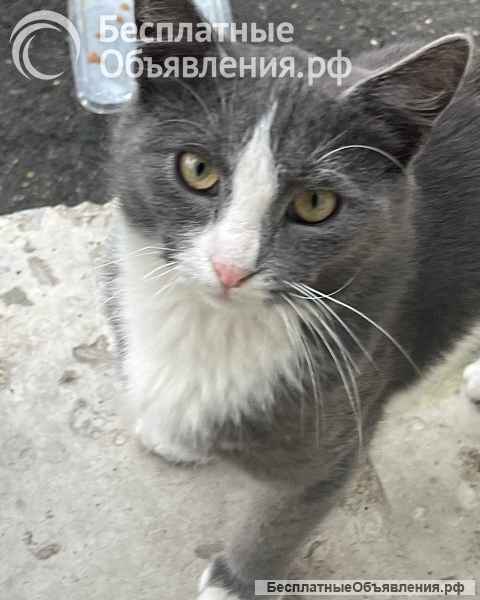 Кот ДымОК ищет дом